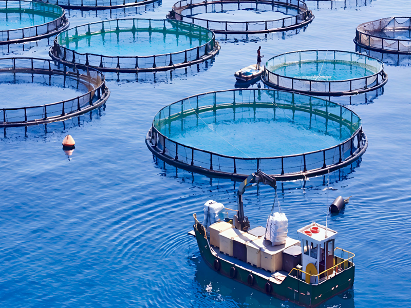 Fishing & Aquaculture